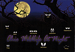 Ohio Wildlife At Night