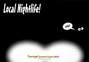 Local Nightlife! Terrigal Central Coast NSW Australia