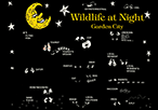 Wildlife at Night, Garden City