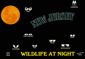 NEW JERSEY WILDLIFE AT NIGHT