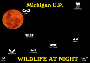 Michigan U.P. WILDLIFE AT NIGHT