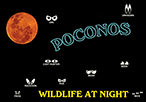 POCONOS WILDLIFE AT NIGHT